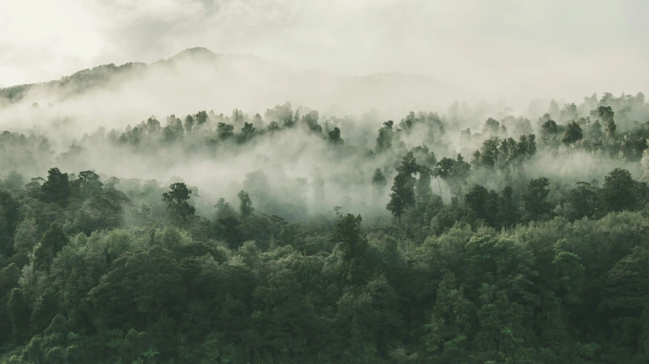 Papua rainforest, the wild source of bark-extracted Massoia Lactone